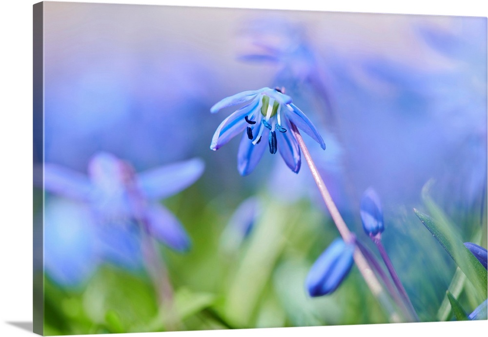 Siberian squill or wood squill (Scilla siberica) blossoms, Bavaria, Germany