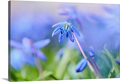Siberian Squill Or Wood Squill Blossoms, Bavaria, Germany