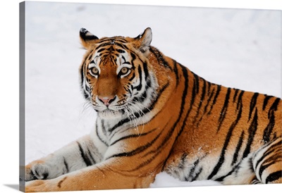 Siberian Tiger In Wintertime In A Zoo, Germany