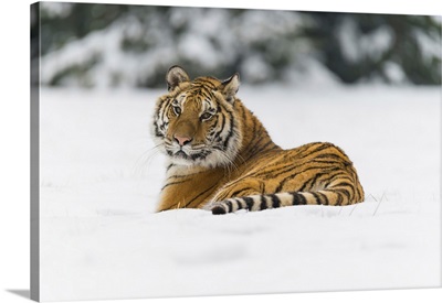 Siberian Tiger Lying In Snow In Winter, Czech Republic
