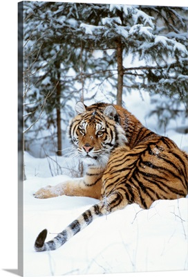 Siberian Tiger Lying On Mound Of Snow In Forest