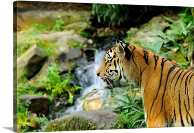 Siberian Tiger Near Waterfall