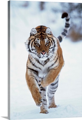 Siberian Tiger Running In The Snow