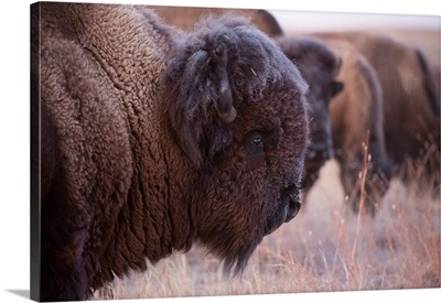 Side View Of A Bison Head On A Grazing On A Field At A Ranch Near Valentine, Nebraska