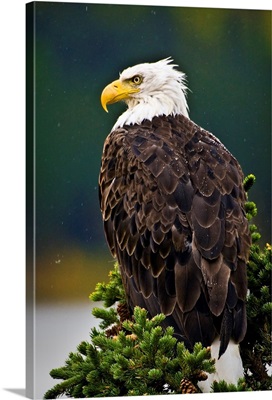 Side View Of American Bald Eagle Perched On Evergreen Branch