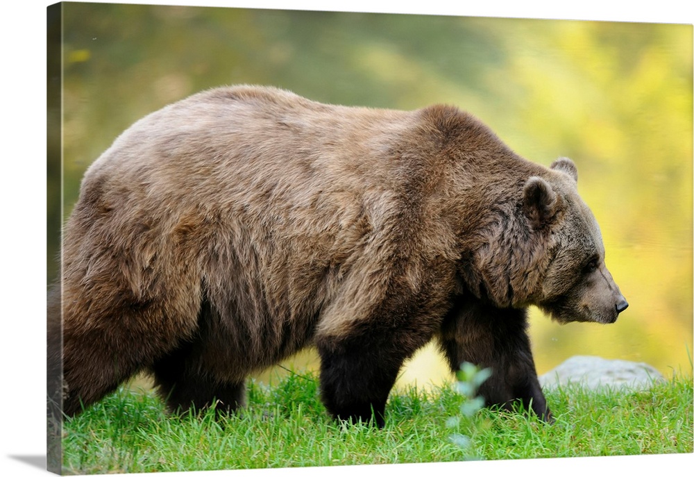 Side View of European Brown Bear (Ursus arctos arctos) Walking, Bavarian Forest National Park, Bavaria, Germany