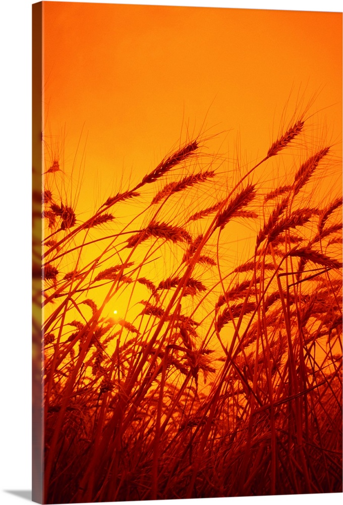 Sideview of a stand of mature winter wheat, ready for harvest, at sunset