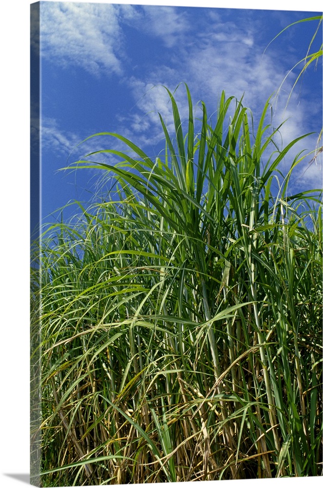 Sideview of a stand of mid growth sugarcane, Louisiana