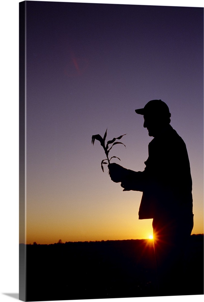 Silhouette of a farmer examining an early growth corn plant at sunrise