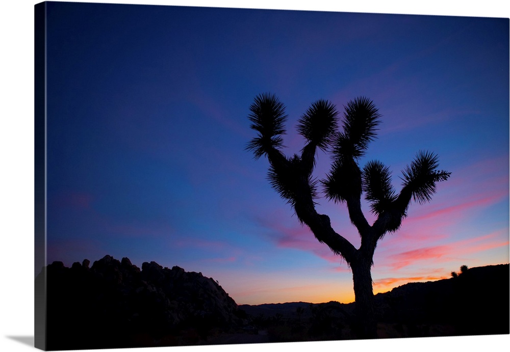 Silhouette of a Joshua tree (Yucca brevifolia) standing in front of sunset with pink clouds Joshua Tree National Park, Cal...