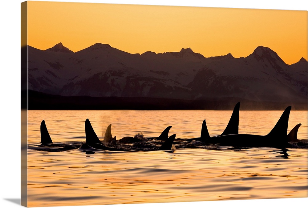 Silhouette Of A Pod Of Orca Whales In Lynn Canal, Southeast, Alaska