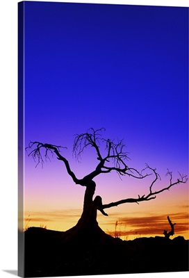 Silhouette Of A Tree At Sunset