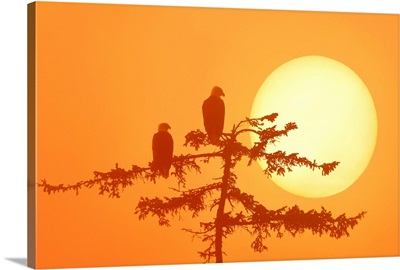 Silhouette Of Bald Eagle On Branch At Sunset