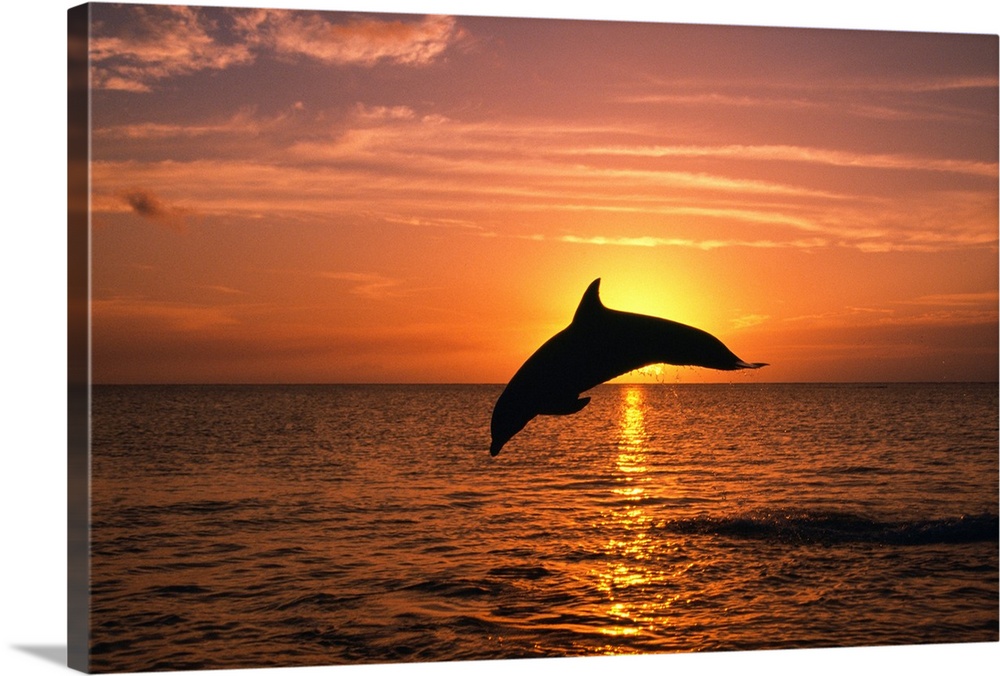 Silhouette Of Leaping Bottlenose Dolphin, Sunset, Caribbean Sea