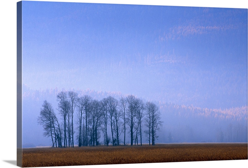 Silhouetted Cottonwood Trees, Autumn Mist, Montana