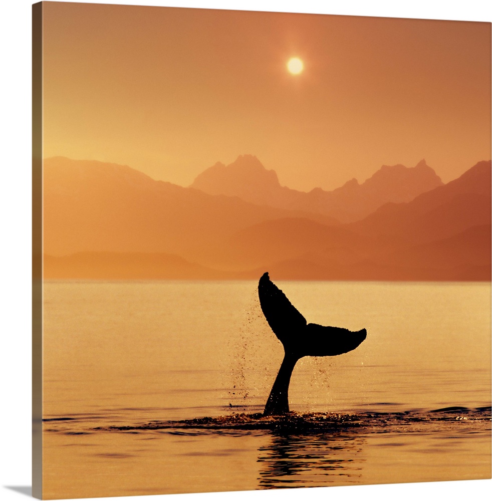 Humpback Whale, setting sun, Alaska, Lynn Canal, Chilkat Mountains, Inside Passage, COMPOSITE