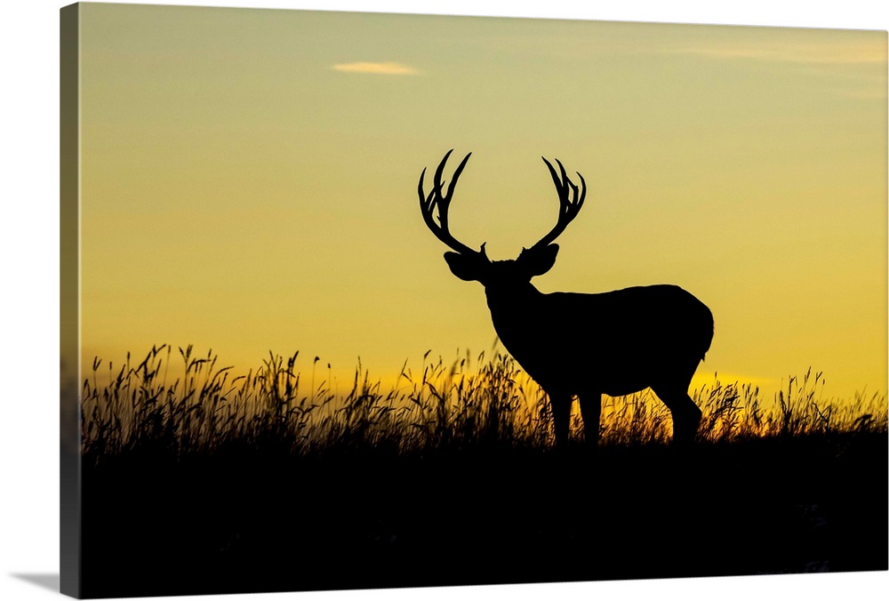 Silhouetted mule deer buck (Odocoileus hemionus) standing in grass during a golden sunset; Steamboat Springs, Colorado, Un...