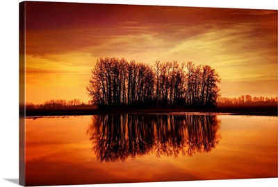 Silhouetted Trees Reflected On Water