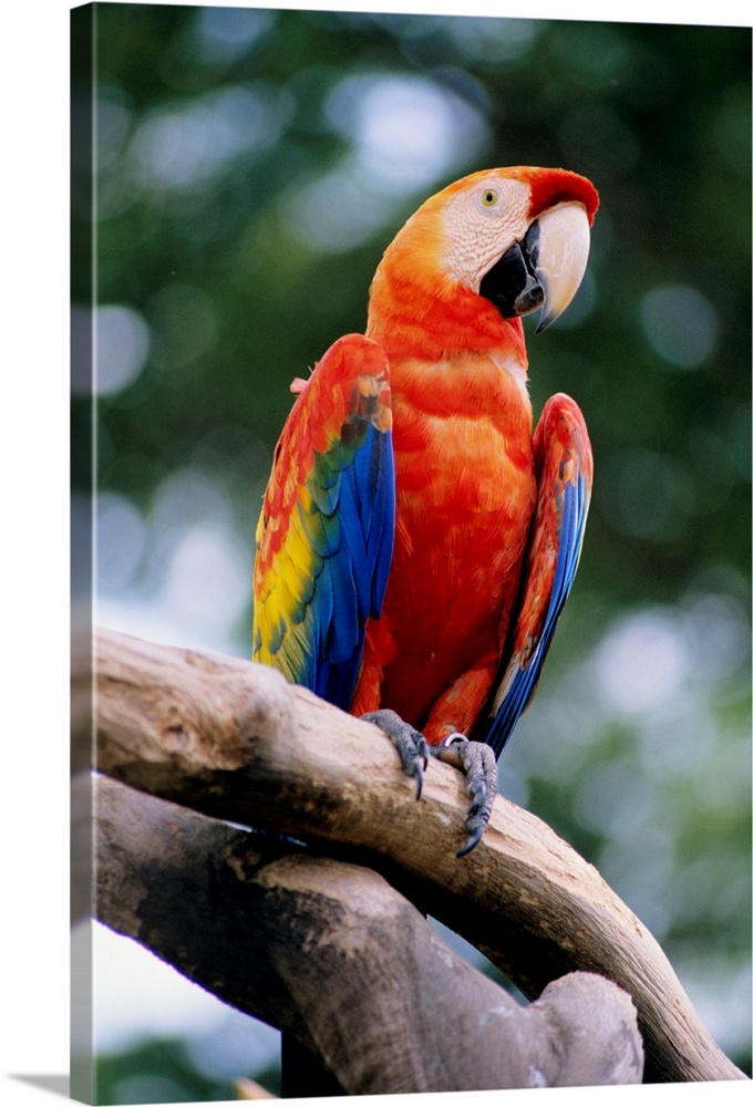 Singapore, Jurang Bird Park, Scarlet Macaw On Branch