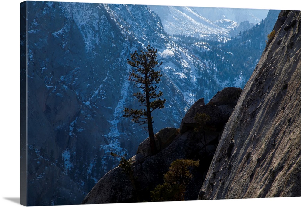 Silhouette of a single pine tree growing from a ledge high up the cliff faces that surround the Whitney Portal, gateway to...