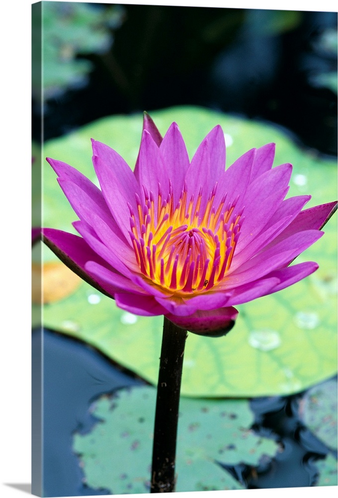 Single Water Lily Blossom On Plant, Lily Pad With Water Droplets