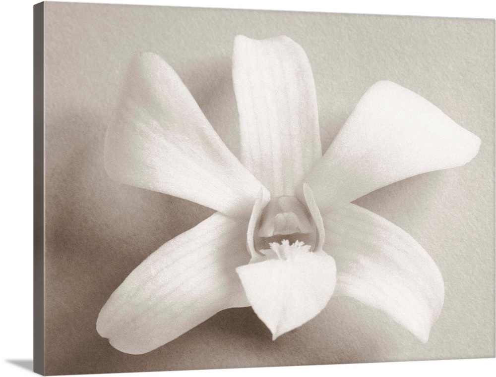 Single white orchid on white background