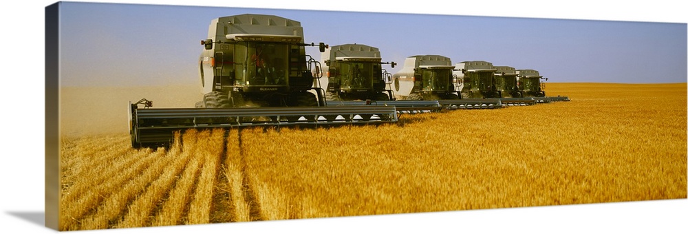 Six Gleaner combines harvest wheat in tandem