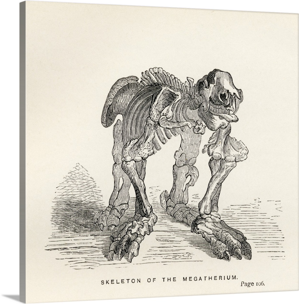 Skeleton Of The Megatherium. From The Book "Journal Of Researches" By Charles Darwin, Also Known As "Darwin's Journal Of A...