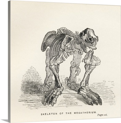 Skeleton Of The Megatherium