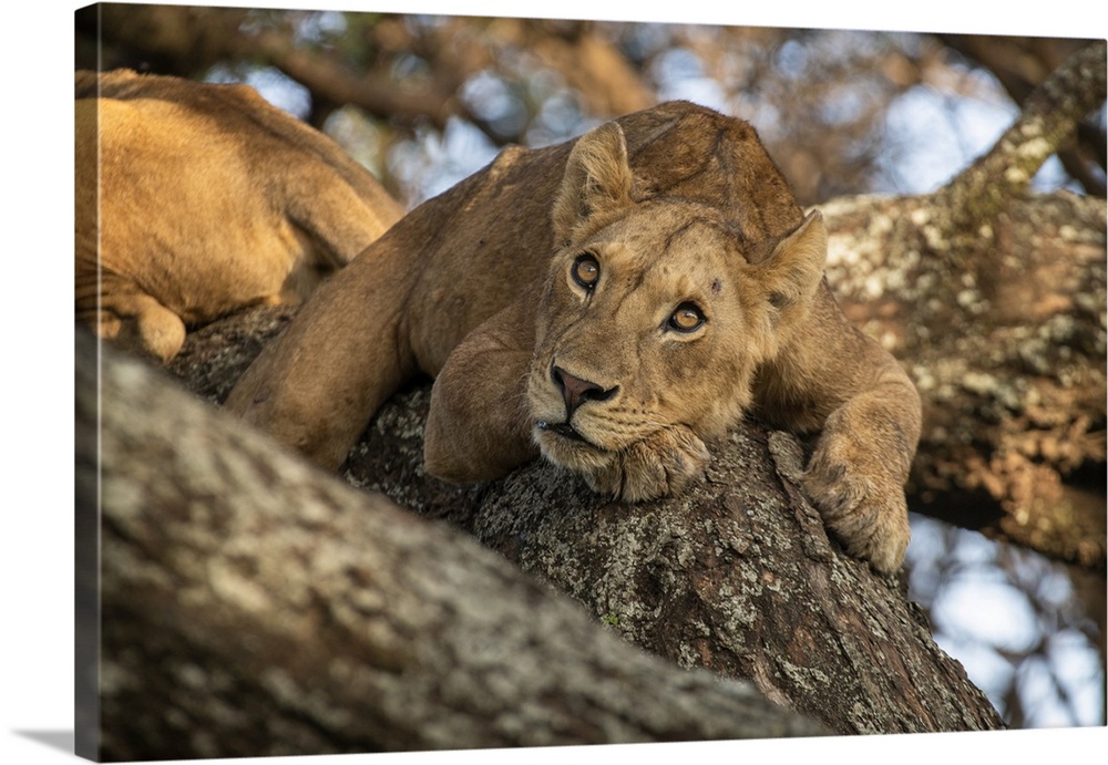 Sleepy young male lions (Panthera Leo) resting in a tree in lake Manyara national park, Tanzania.