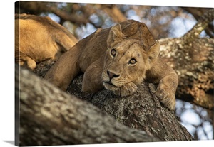 Sleepy Young Male Lions Resting In A Tree In Lake Manyara National Park, Tanzania image thumbnail
