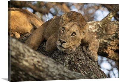 Sleepy Young Male Lions Resting In A Tree In Lake Manyara National Park, Tanzania