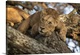 image thumbnail of Sleepy young male lions (Panthera Leo) resting in a tree in lake Manyara national park, Tanzania.