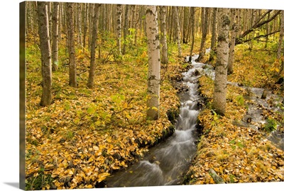 Small creek flows through autumn leaf covered forest floor, Chugach State Park, Alaska