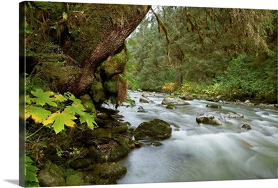 Small river flowing through the old growth forest in Tongass National Forest