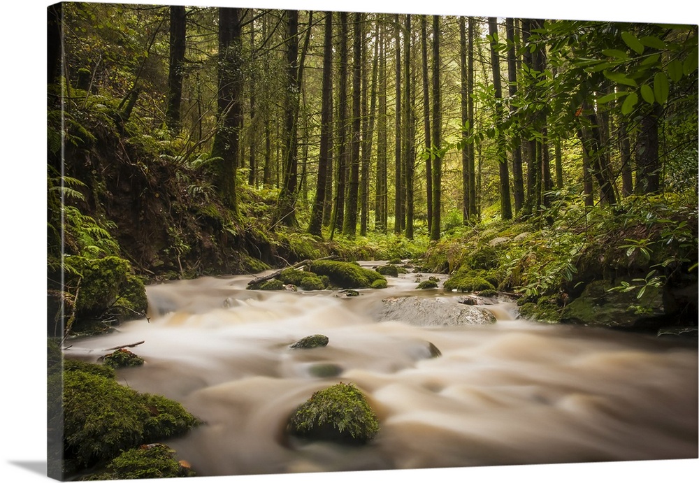 Small stream flowing through a green woodland; Ballyduff, County Waterford, Ireland.