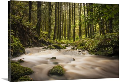 Small Stream Flowing Through A Green Woodland, Ballyduff, County Waterford, Ireland