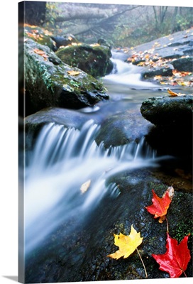 Small Stream, Shenandoah National Park, Virginia