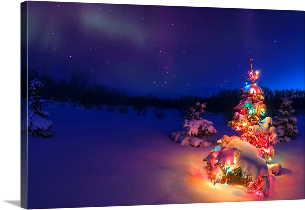 Small tree outdoors with Christmas lights under starry sky, Alberta, Canada.