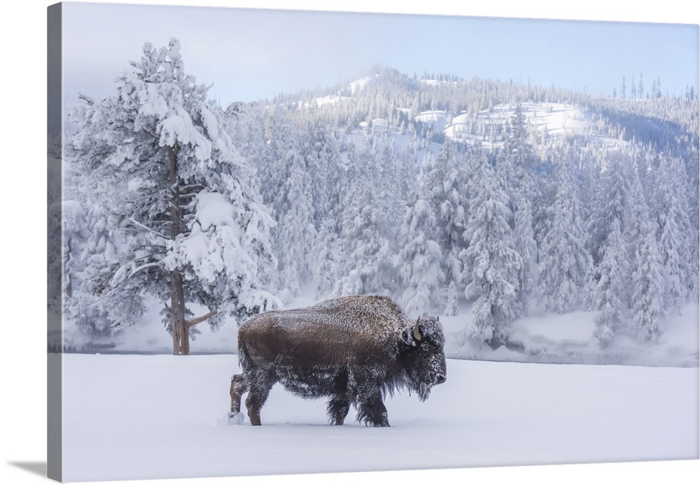 Snow-covered Bison (Bison bison) at Firehole River, Yellowstone National Park, Wyoming, United States of America