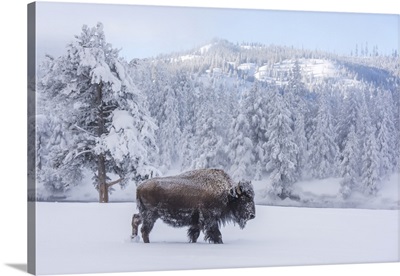 Snow-Covered Bison At Firehole River, Yellowstone National Park, Wyoming