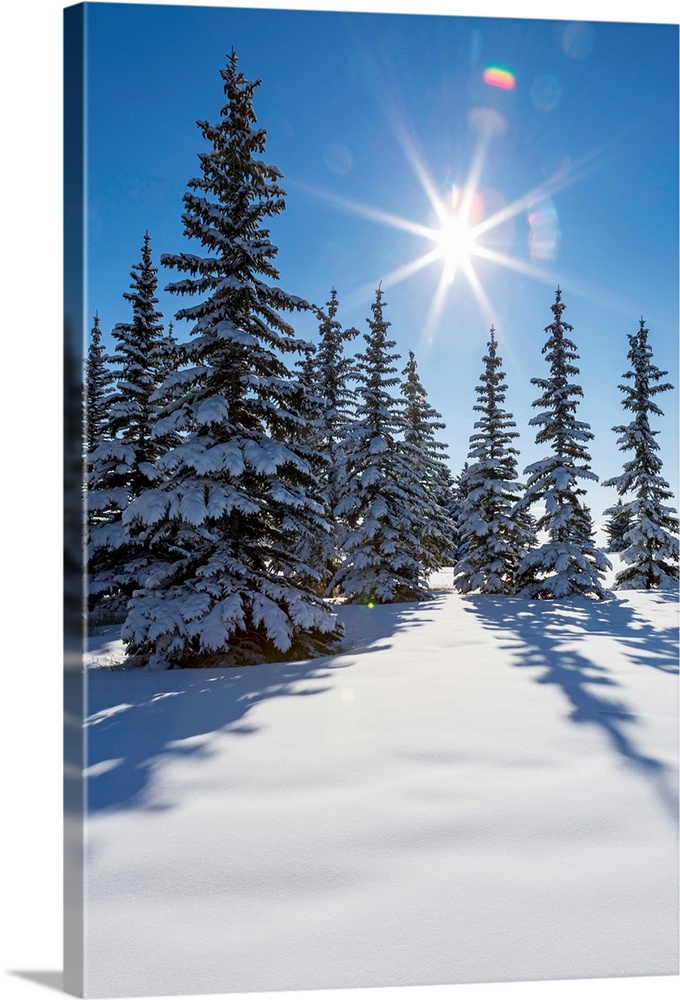 Snow covered evergreen trees on a snow covered hillside with blue sky and sun burst; Calgary, Alberta, Canada