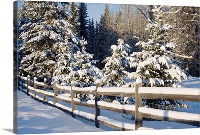 Snow-Covered Evergreens And Rustic Fence, Calgary, Alberta, Canada