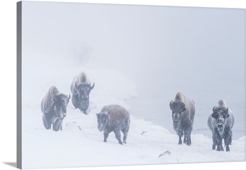 Snow Covered Herd Of American Bison In Yellowstone National Park In ...