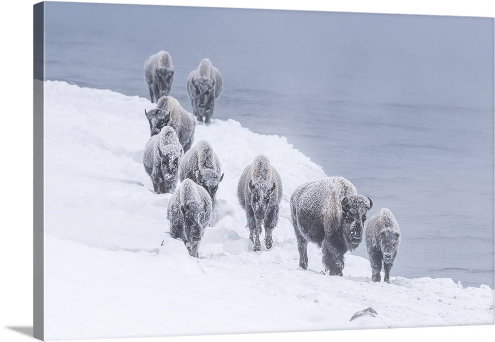 Snow covered herd of American bison (Bison bison) walking along the riverbank of Firehole River in Yellowstone National Pa...