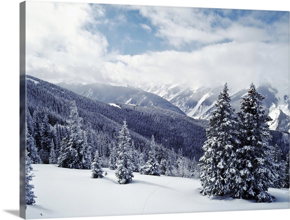 Snow Covered Pine Trees On Mountain, Aspen, Colorado Wall Art, Canvas