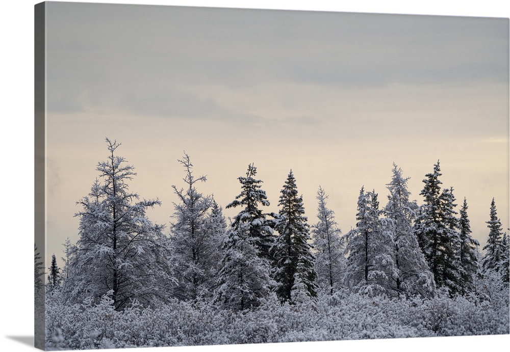 Snow-covered trees on a cold morning, near Churchill, Manitoba, Churchill, Manitoba, Canada