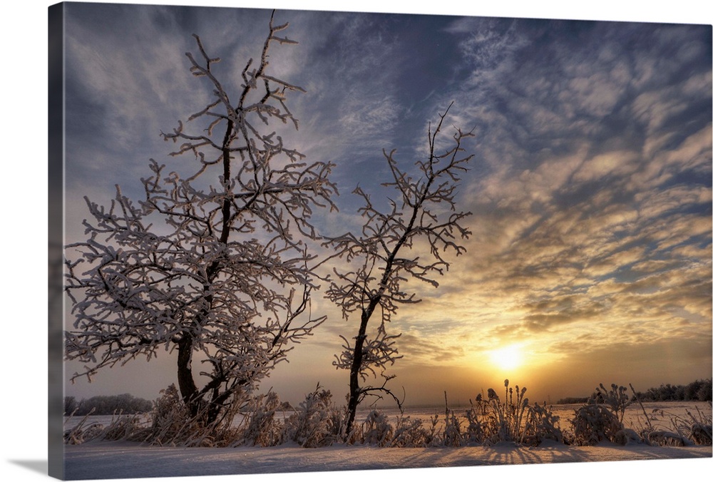Snow Covered Trees Silhouetted By Sunrise On The Alberta Prairies, Canada