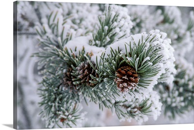 Snow Covers The Branches Of A Lodgepole Pine Tree