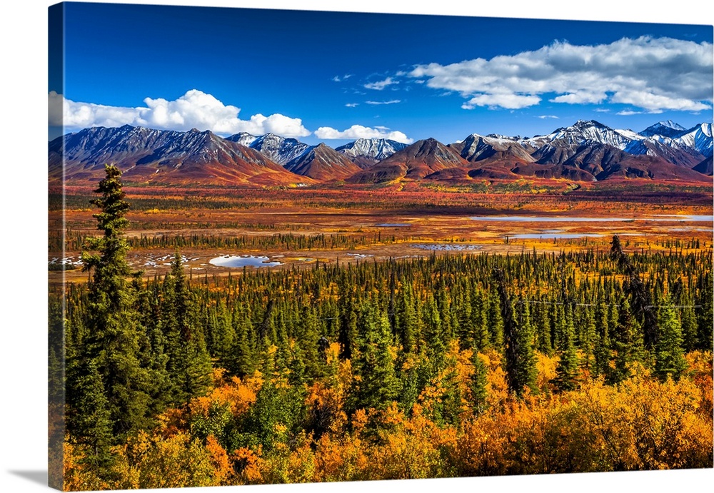 Snow dusted Chugach Mountains in vivid fall colours, South-central Alaska in autumn; Alaska, United States of America.